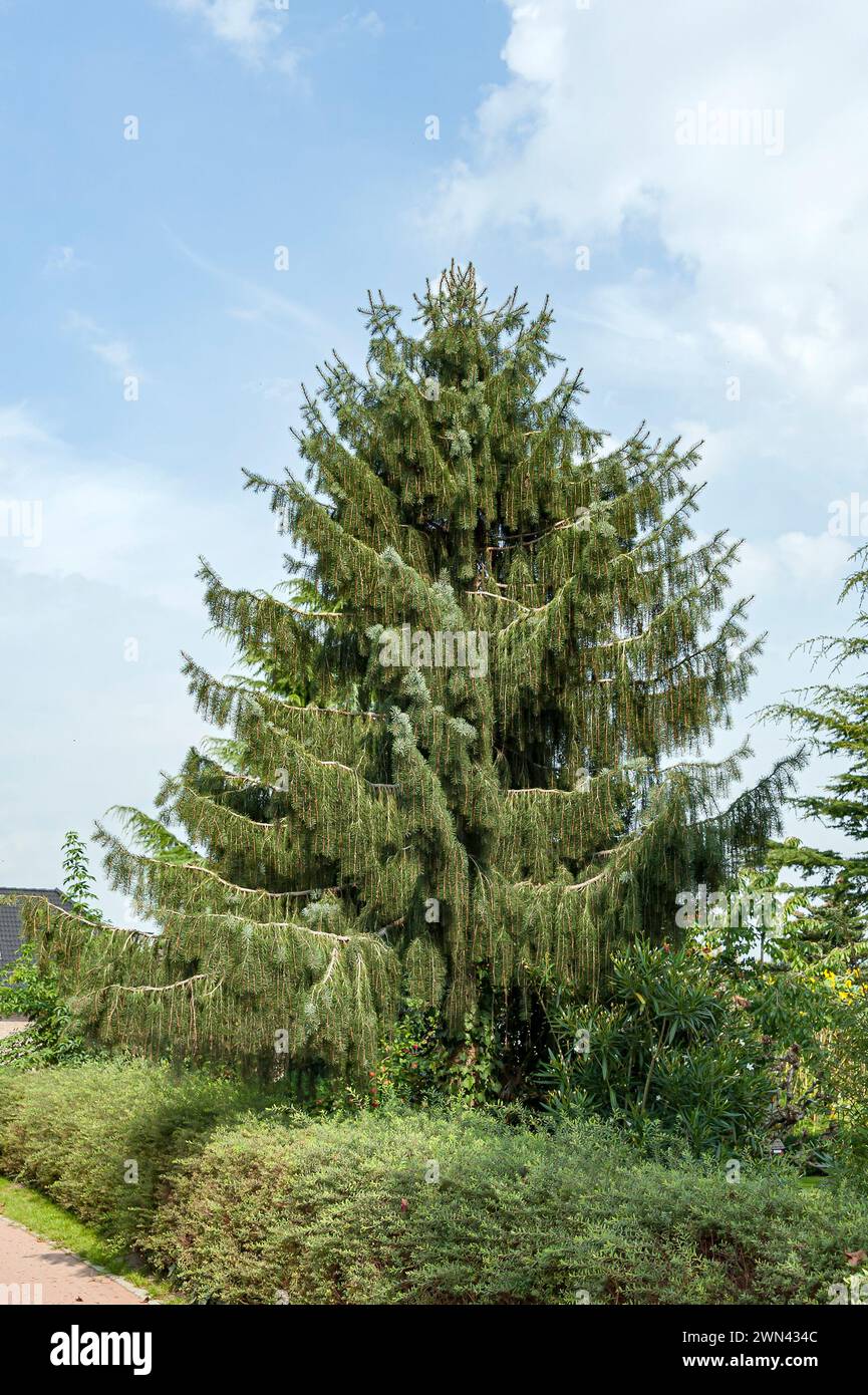 Siskiyou-Fichte (Picea brauereiwerbemittel) Stockfoto