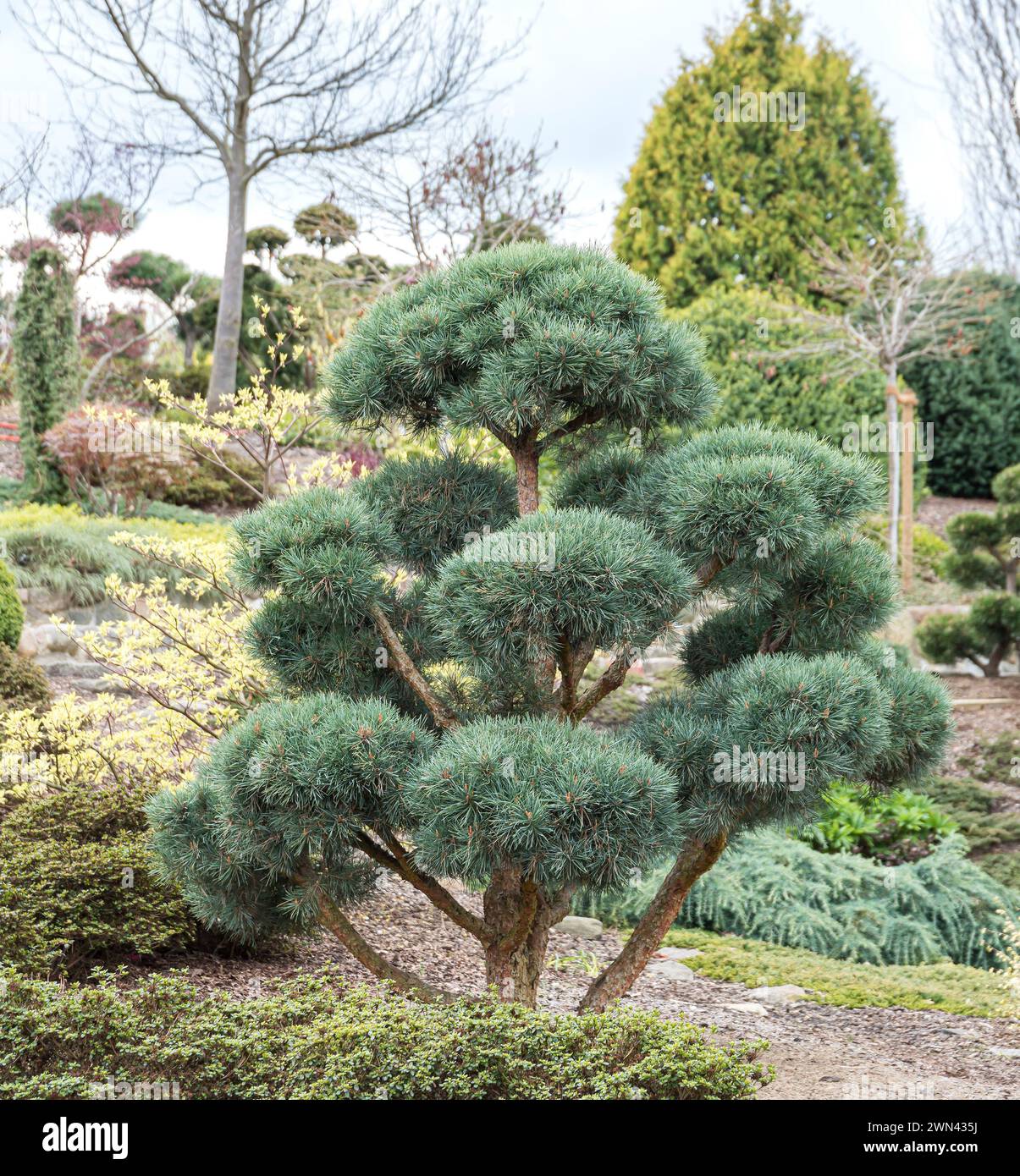 Föhre (Pinus sylvestris „Watereri“) Stockfoto