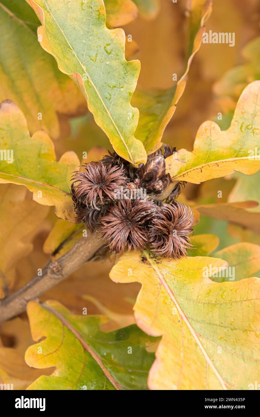 Japanischer Kaiser-Eiche (Quercus dentata „Carl Ferris Miller“) Stockfoto
