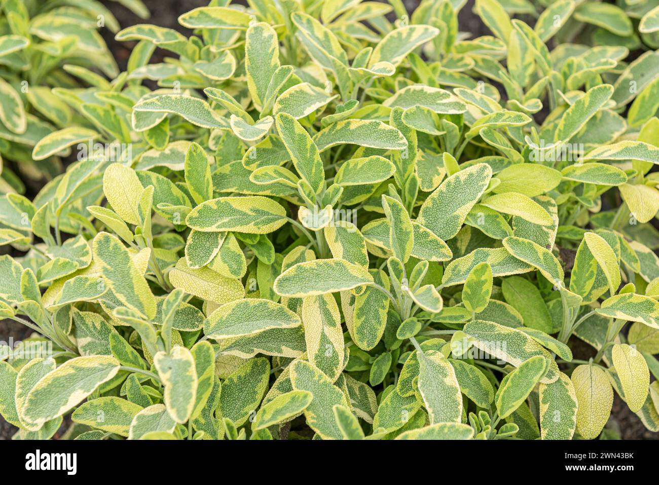 Salbei (Salvia officinalis „Icterina“) Stockfoto