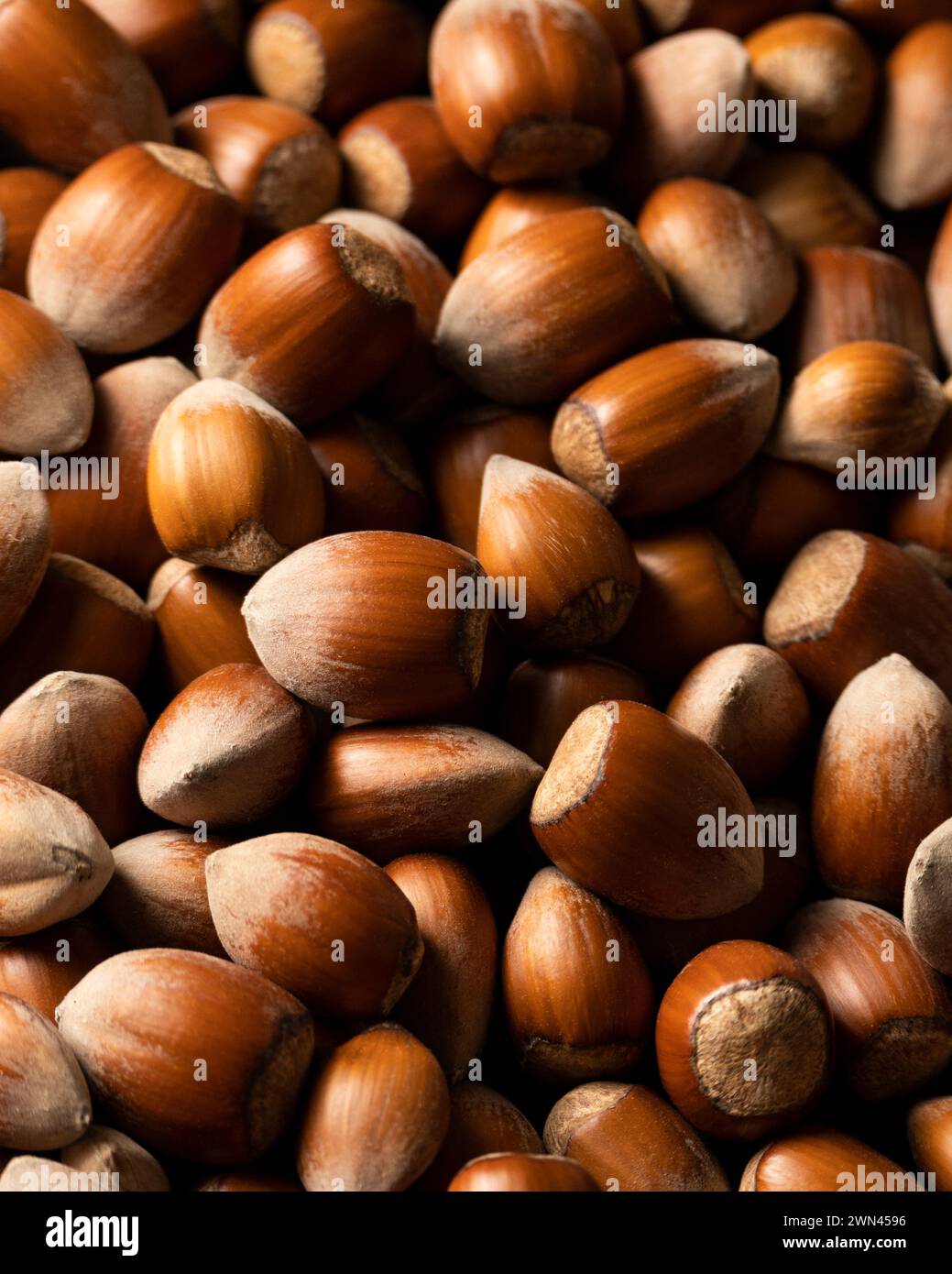 Rohe Haselnüsse in Schalen, landwirtschaftliche Ernte, Proteinzutaten Stockfoto