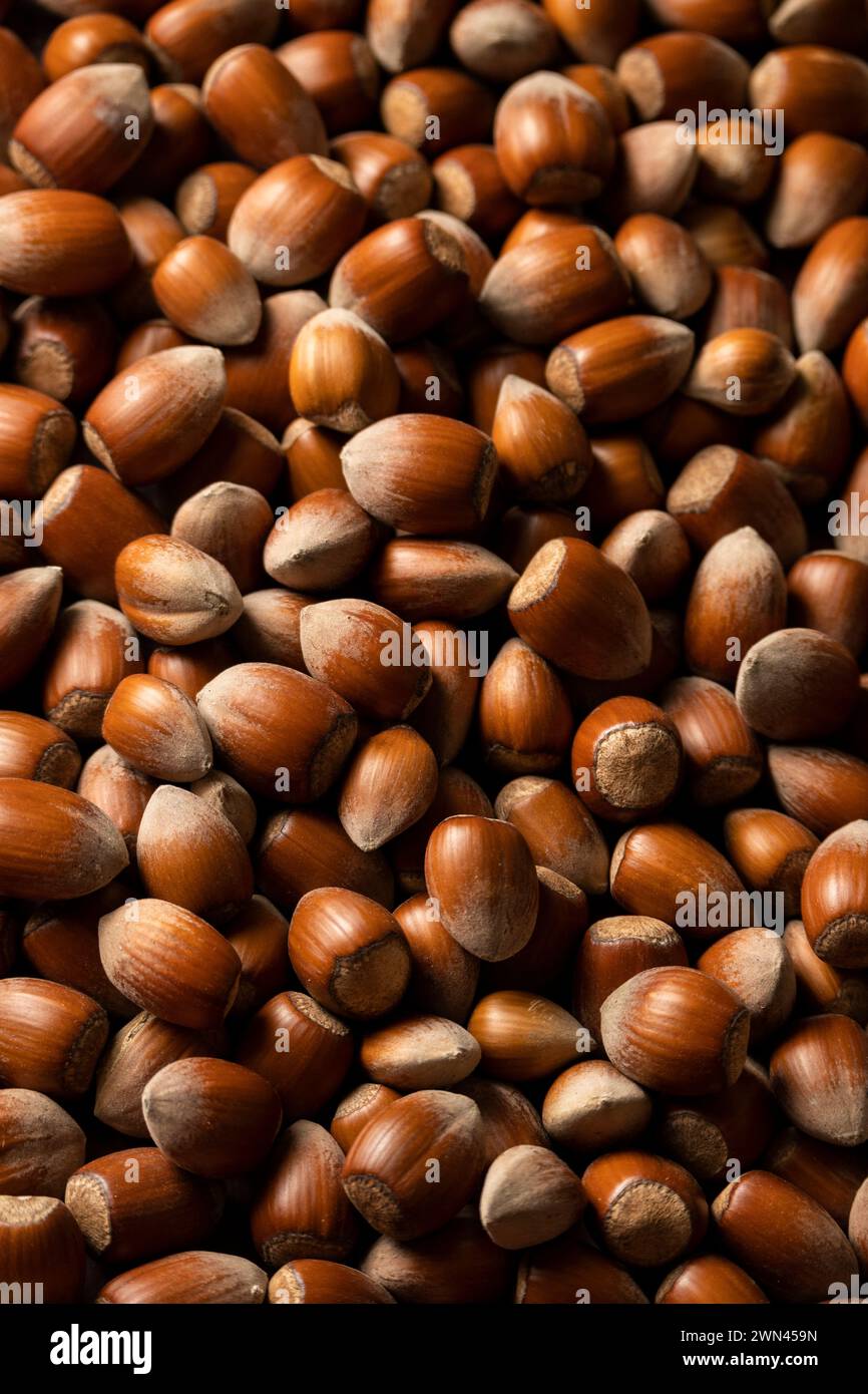Rohe Haselnüsse in Schalen, landwirtschaftliche Ernte, Proteinzutaten Stockfoto