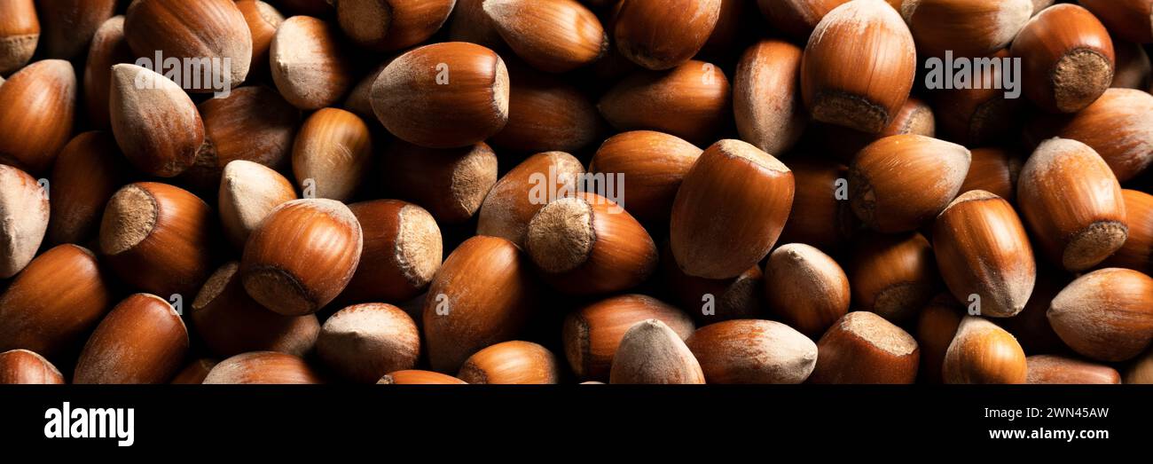 Rohe Haselnüsse in Schalen, landwirtschaftliche Ernte, Proteinzutaten Stockfoto