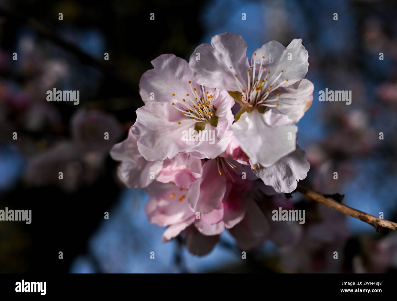 Bensheim, Deutschland. Februar 2024. Die Blüten eines Mandelbaums im Stadtteil Auerbach leuchten ein zartes Rosa. Der frühe Frühling zeigt bereits seine schöne Seite an der Hessischen Bergstraße. Vermerk: Arne Dedert/dpa/Alamy Live News Stockfoto