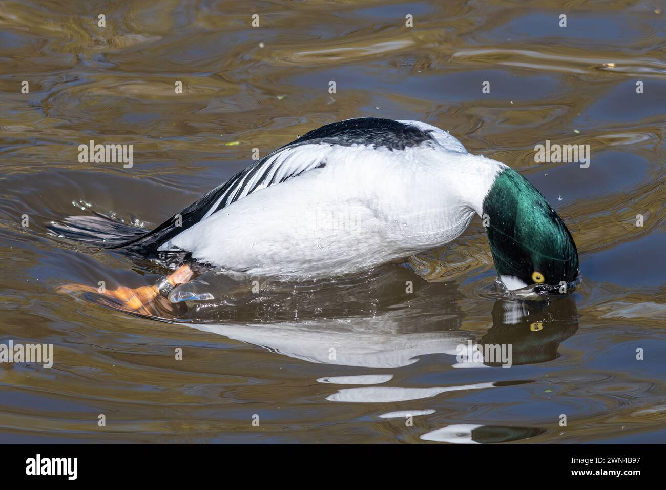 GoldenEye Ententauchen (Bucephala clangula), Großbritannien, ein männlicher Vogel oder drake Vogel im Wasser, der kurz davor ist, nach Nahrung zu tauchen Stockfoto