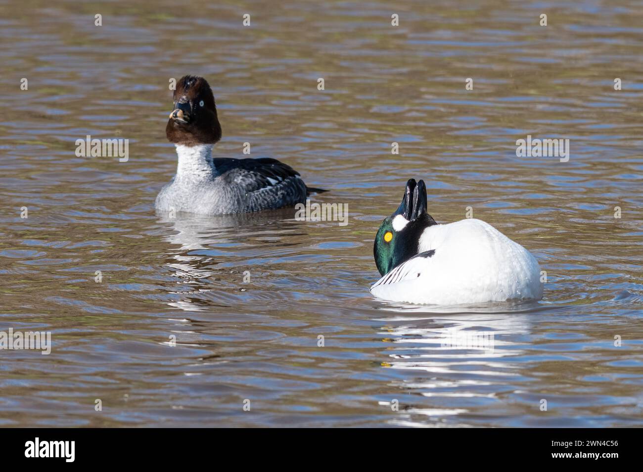 Paar goldeneye-Enten (Bucephala clangula), Großbritannien. Drake goldeneye Ente zeigt weibliches Balzverhalten mit Kopfwürfen Stockfoto