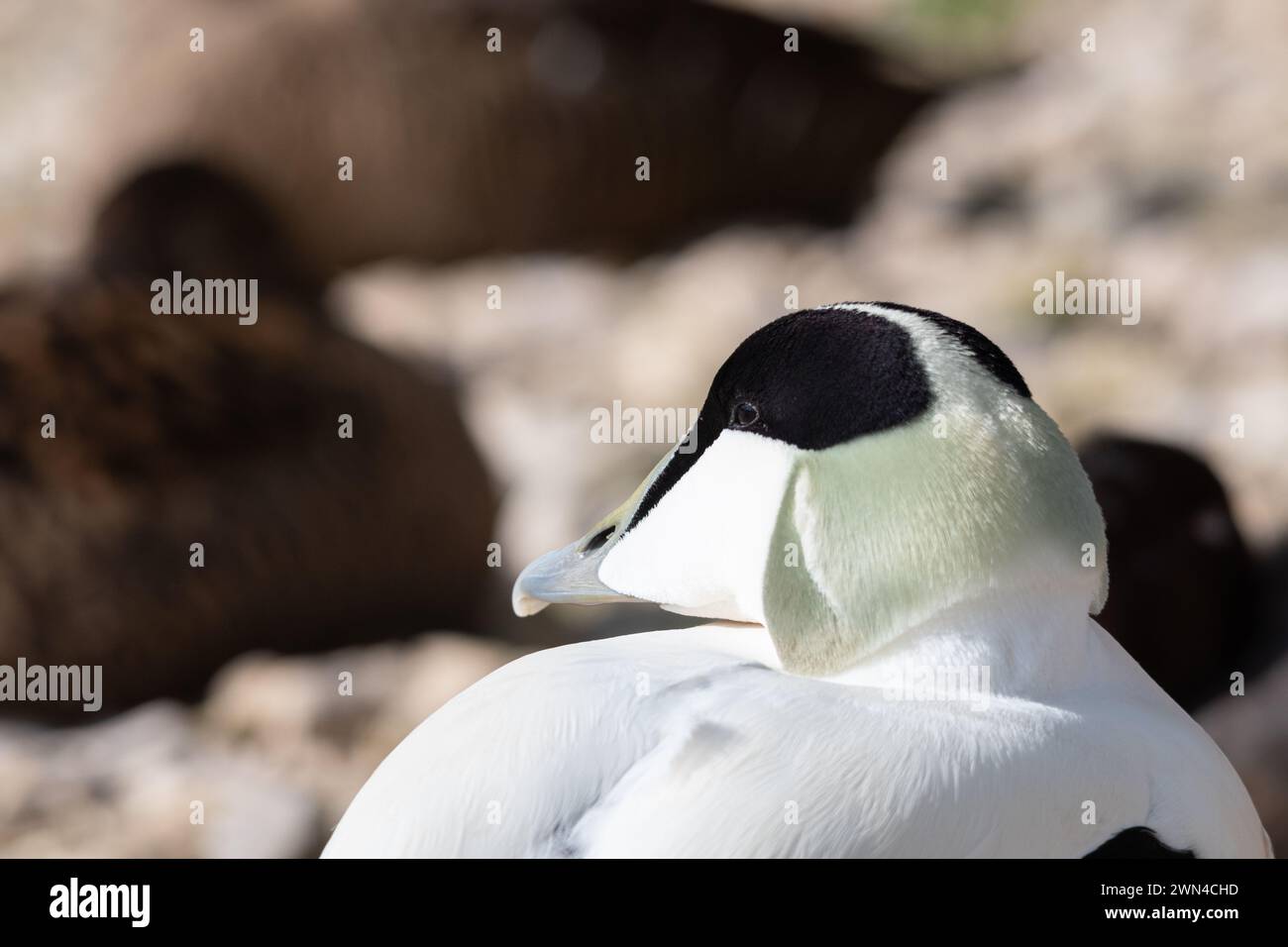 Eiderente (Somateria mollissima), Nahaufnahme von drake oder männlichem Vogel, Großbritannien Stockfoto