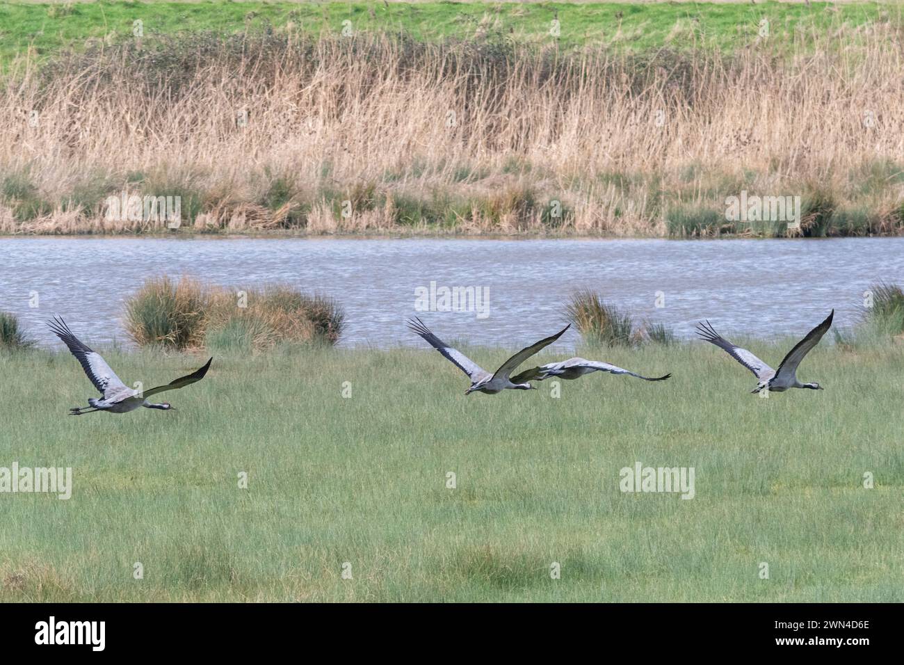 Kräne (Grus grus), Wildvögel im WWT Slimbridge Wetland Centre, Gloucestershire, England, Großbritannien. Wiedereinführung des Great Crane Project Stockfoto