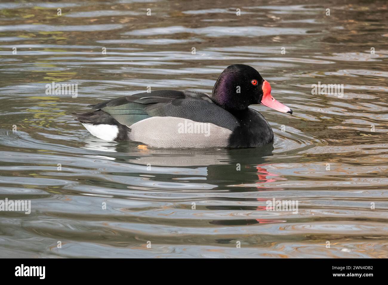 Rosy-schnabelige Pochard (Netta peposaca) Schwimmen, auch bekannt als Rosybill oder Rosybill Pochard Stockfoto