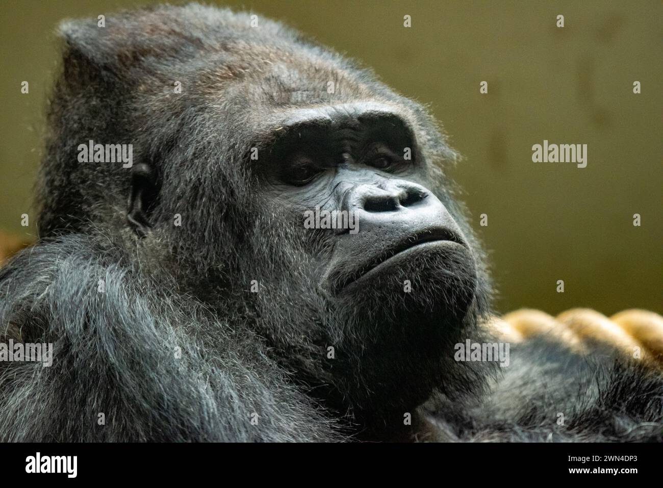 Bakuva, ein Silberrücken der Western Lowland Gorillas im Blackpool Zoo, Blackpool, Lancashire, Großbritannien. Stockfoto