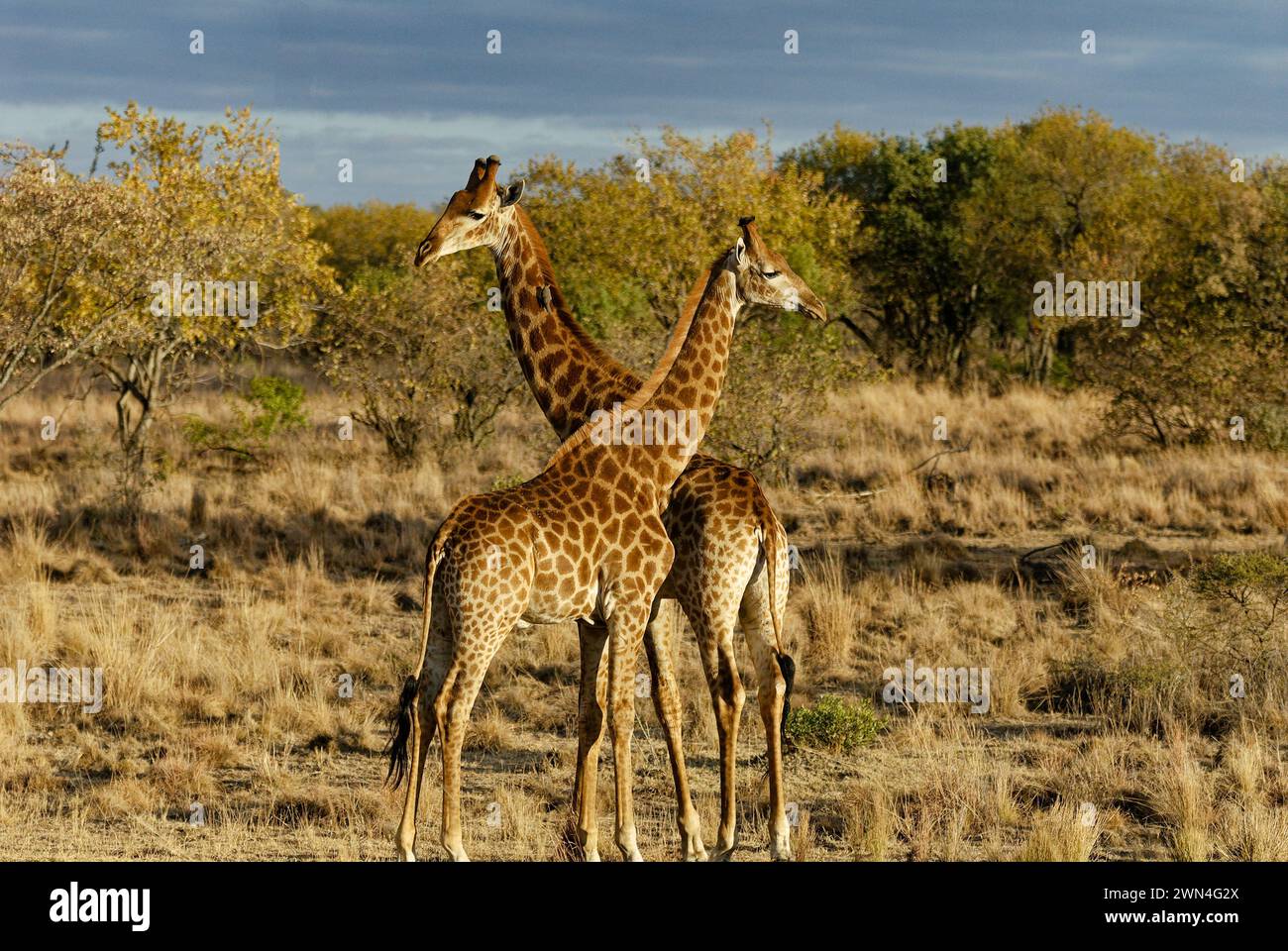 Giraffe Duo tritt im offenen südafrikanischen Bushveld auf. Wundervolle balletische Bewegungen. Stehend mit gekreuzten Hälsen. Stockfoto