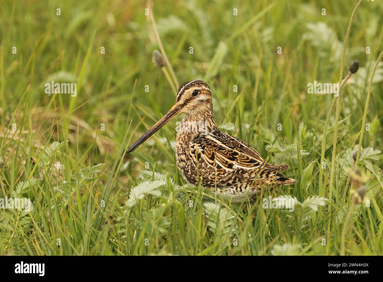 Schnüffeln Sie die Machire von Nord-Uist, wo sie reichlich vorhanden sind und brüten. Stockfoto