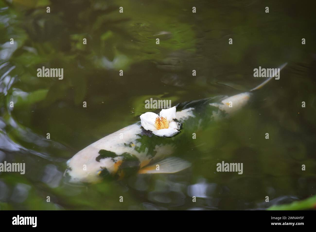 Koi-Fische schwimmen in einem Teich mit einer Kamelienblume. Aufgenommen in einem Tempel in Ohara, Präfektur Kyoto, Japan. Stockfoto