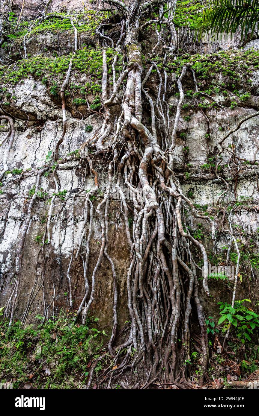 Lange Wurzeln eines Baumes, der eine Klippe in Guaviare, Kolumbien, herunterklettert Stockfoto
