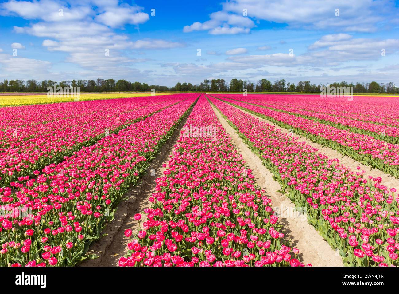 Leuchtend violette Tulpen im Frühling in den Niederlanden Stockfoto