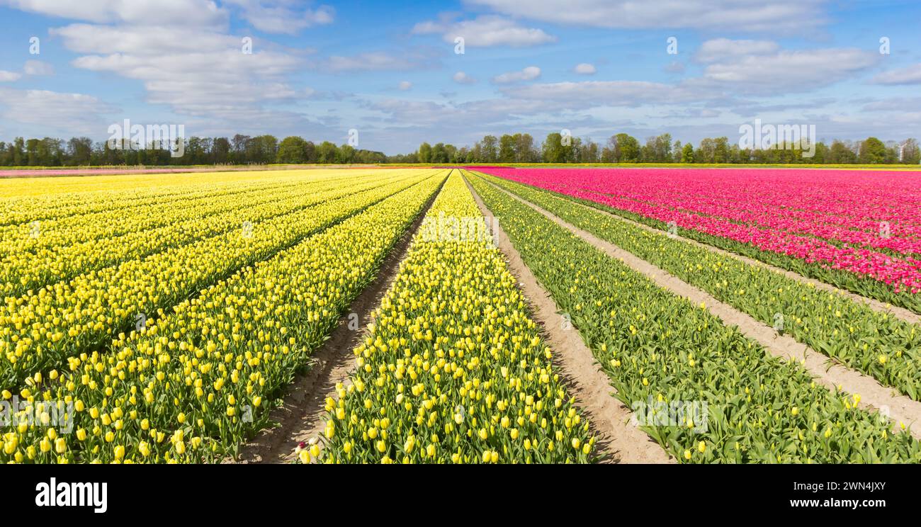 Panorama der gelben und rosa Tulpen in den Niederlanden Stockfoto