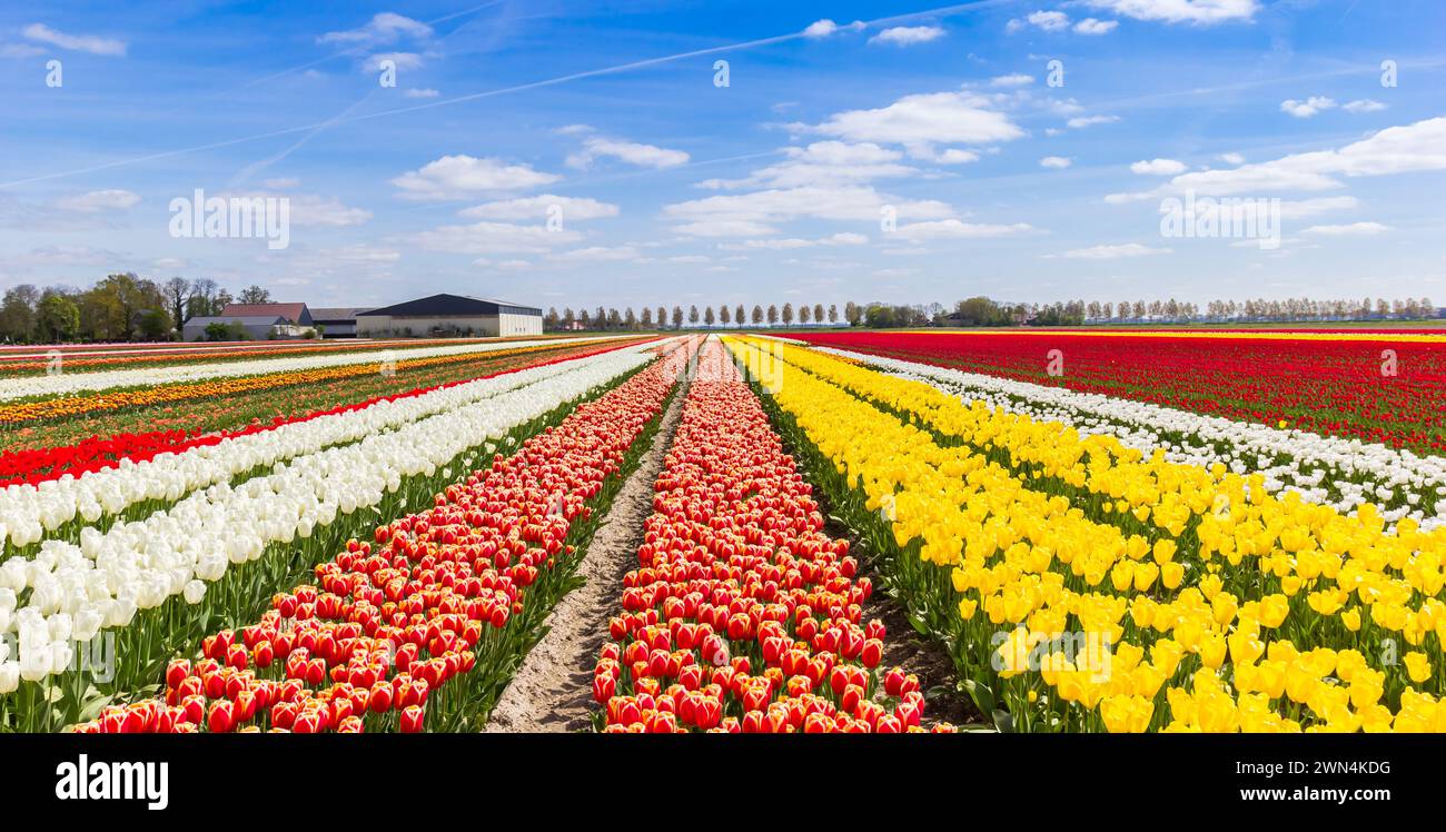 Verschiedene Tulpenarten im Feld in den Niederlanden Stockfoto