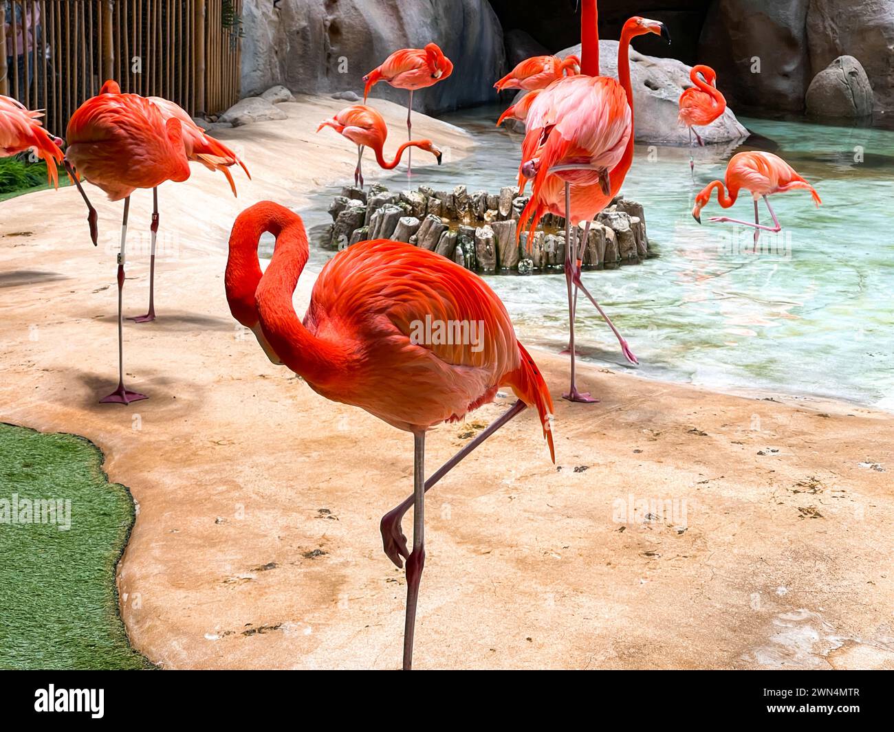 Wunderschöne, leuchtend rosa Flamingos Vögel, die rund um das Wasser stehen - Freizeitpark in Abu Dhabi, VAE Stockfoto