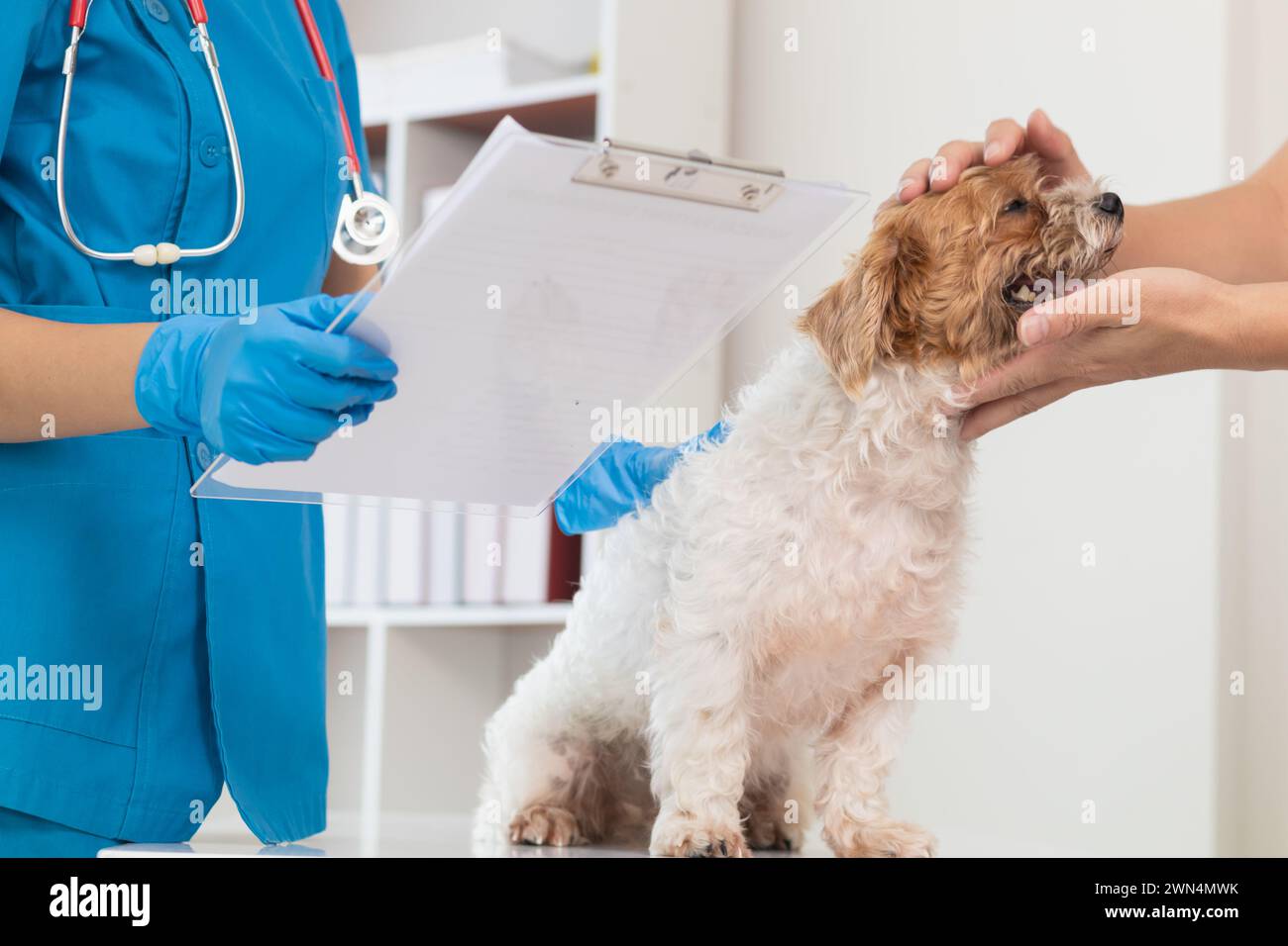 Tierärzte führen jährliche Kontrollen an Hunden durch, um mögliche Krankheiten zu suchen und sie schnell zu behandeln, um die Gesundheit des Haustiers sicherzustellen. Tierarzt i Stockfoto