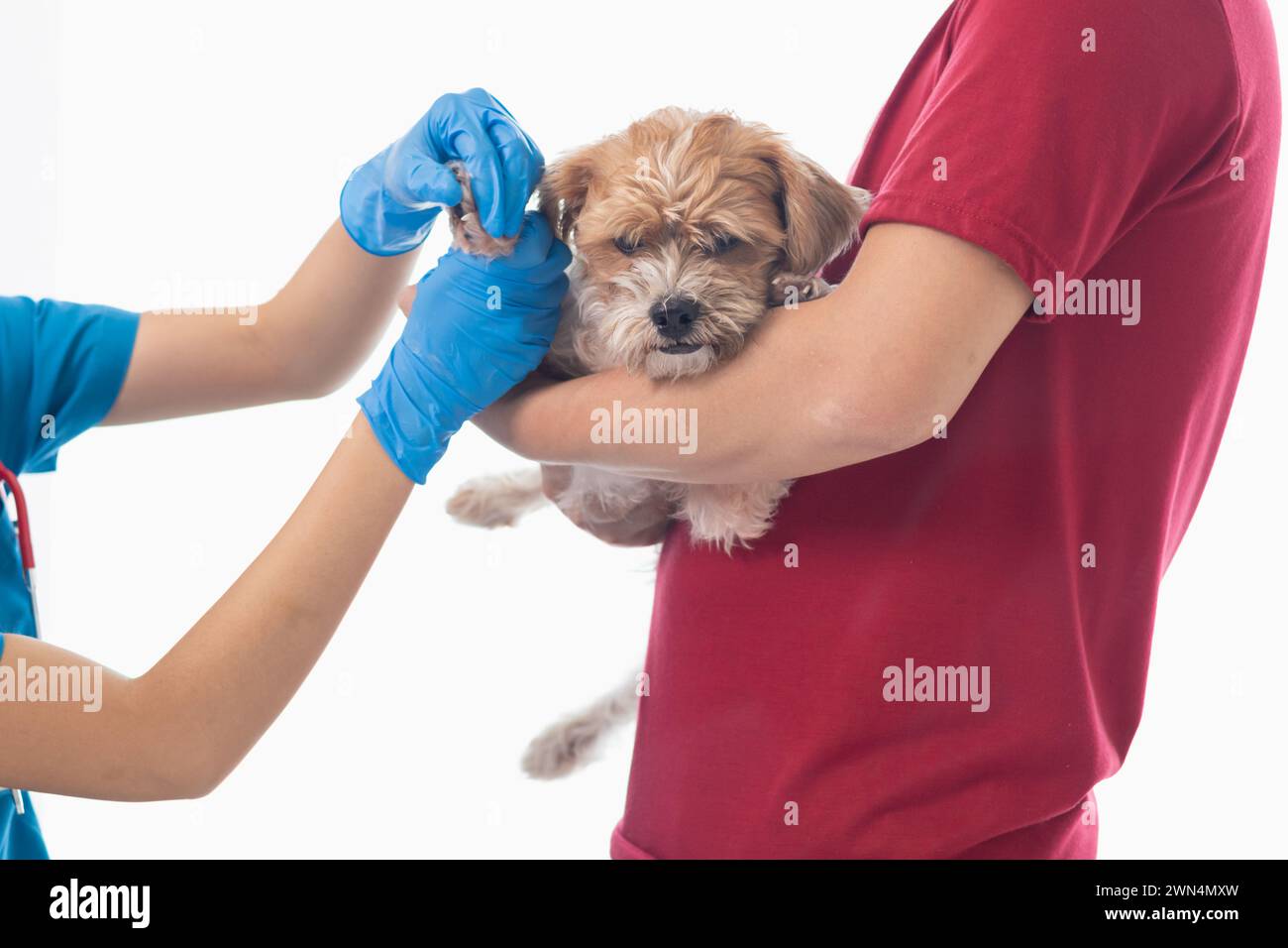 Tierärzte führen jährliche Kontrollen an Hunden durch, um mögliche Krankheiten zu suchen und sie schnell zu behandeln, um die Gesundheit des Haustiers sicherzustellen. Tierarzt i Stockfoto