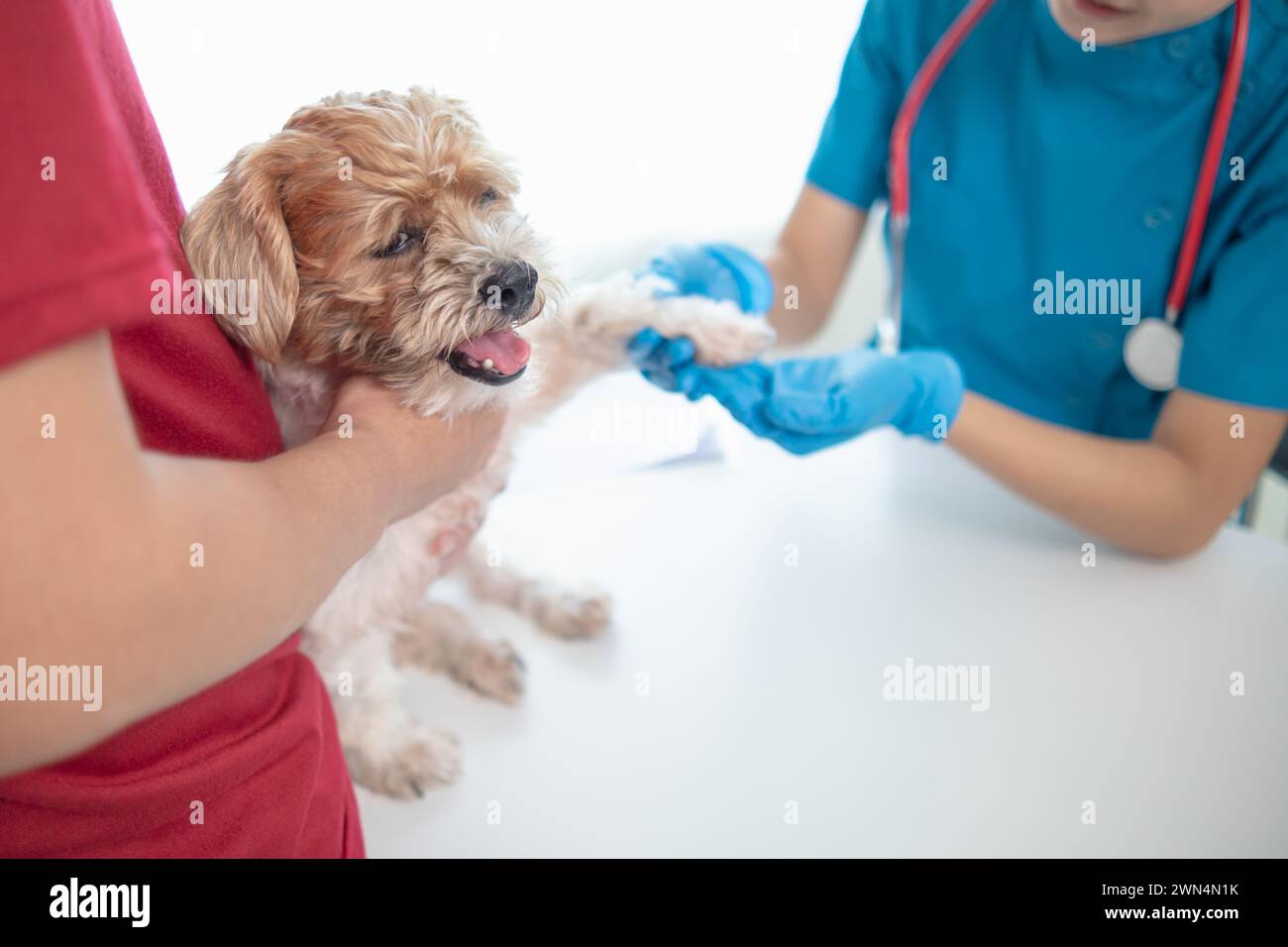 Tierärzte führen jährliche Kontrollen an Hunden durch, um mögliche Krankheiten zu suchen und sie schnell zu behandeln, um die Gesundheit des Haustiers sicherzustellen. Tierarzt i Stockfoto