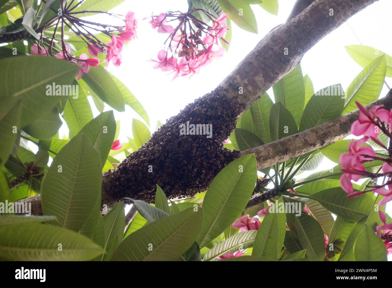 03.11.2023, Keroya, Lombok, IDN - Bienenschwarm haengt als Traube an einem Baumstamm. APIs, APIs cerana, asiatisch, asiatisches Honigbien, Asien, Aussen, Aussenaufnahme, Baum, Bienenkunde, Bienenschwarm, Bienenstaat, Bienentraube, Bienenverhalten, Bienenvolk, Biologie, biologisch, Blaetter, Fauna, Flora, Fluginsekten, geschwaermt, haengen, haengend, Honigbienen, Indonesien, indonesisch, Insekten, Jahreszeit, Keroya, Laubbaum, Lombok, Natur, niemand, oestliche Honigbiene, QF, Querformat, Schwarm, Schwarmtraube, Schwarmtrieb, Suedostasien, Tiere, Traube, Verhalten, Verhaltensweise, Vermehrung, V Stockfoto