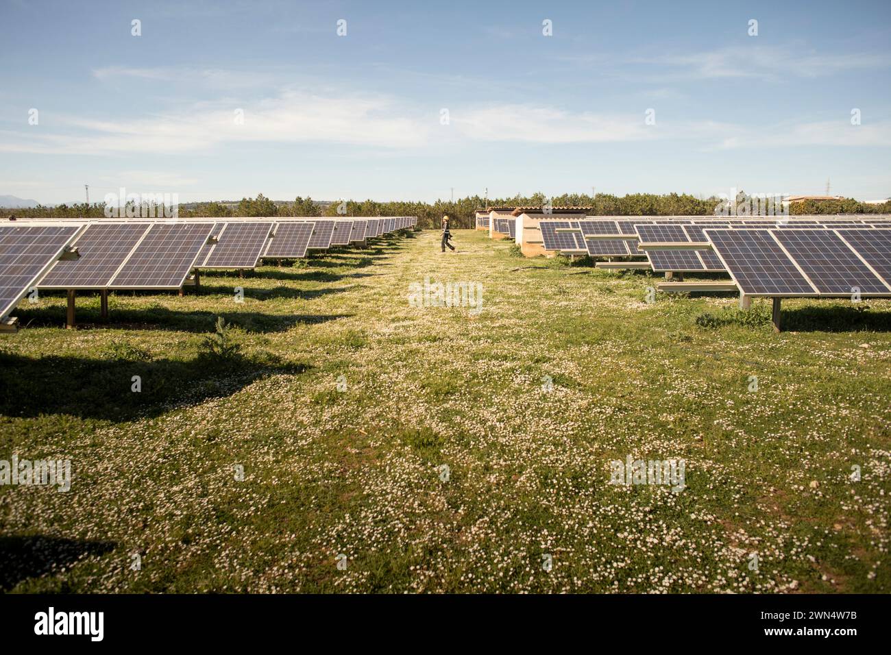 Solarpaneele in Reihen mit weiblicher Ingenieurin, die auf dem Feld gegen den Himmel läuft Stockfoto