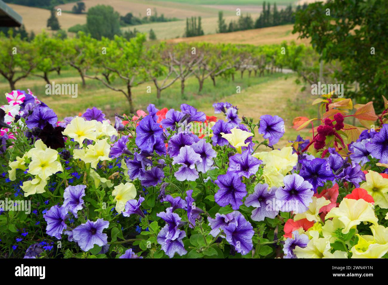 Blumen, Perryhill Farm, Polk County, Oregon Stockfoto