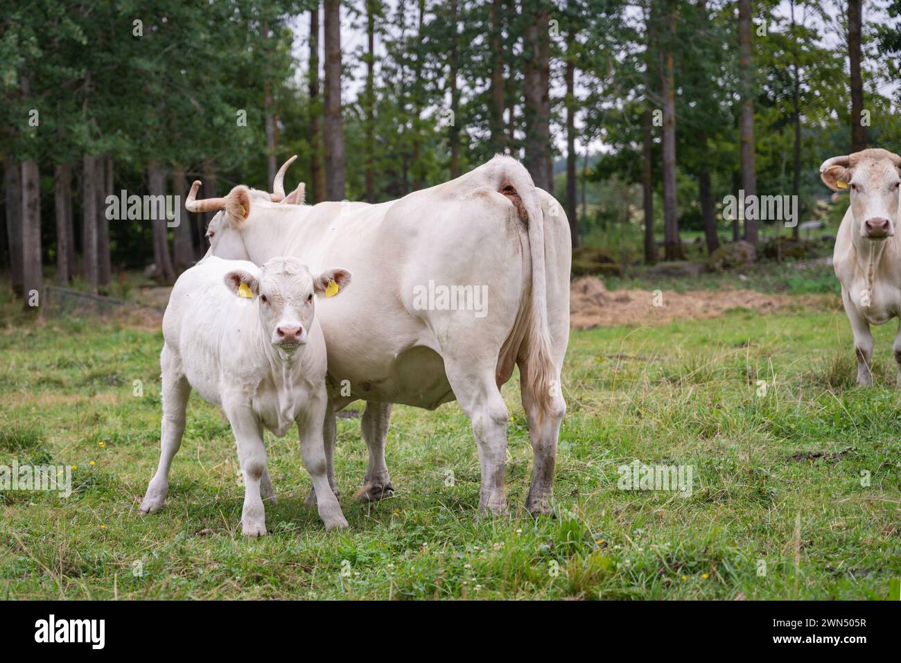 Cremefarbene charolais-Katzenklammern. Kuh und Jungkalb auf grünem Gras. Nahaufnahme eines charolais-Rindes. Stockfoto