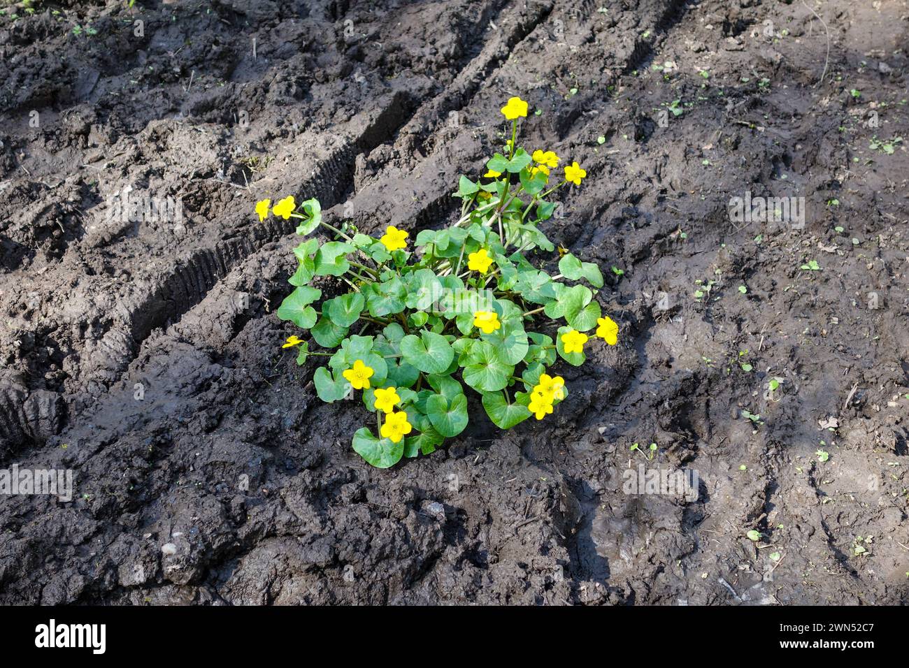 Marsh Marigolds (Caltha palustris) blühen auf einem schlammigen Feld in freier Wildbahn, England, Großbritannien Stockfoto