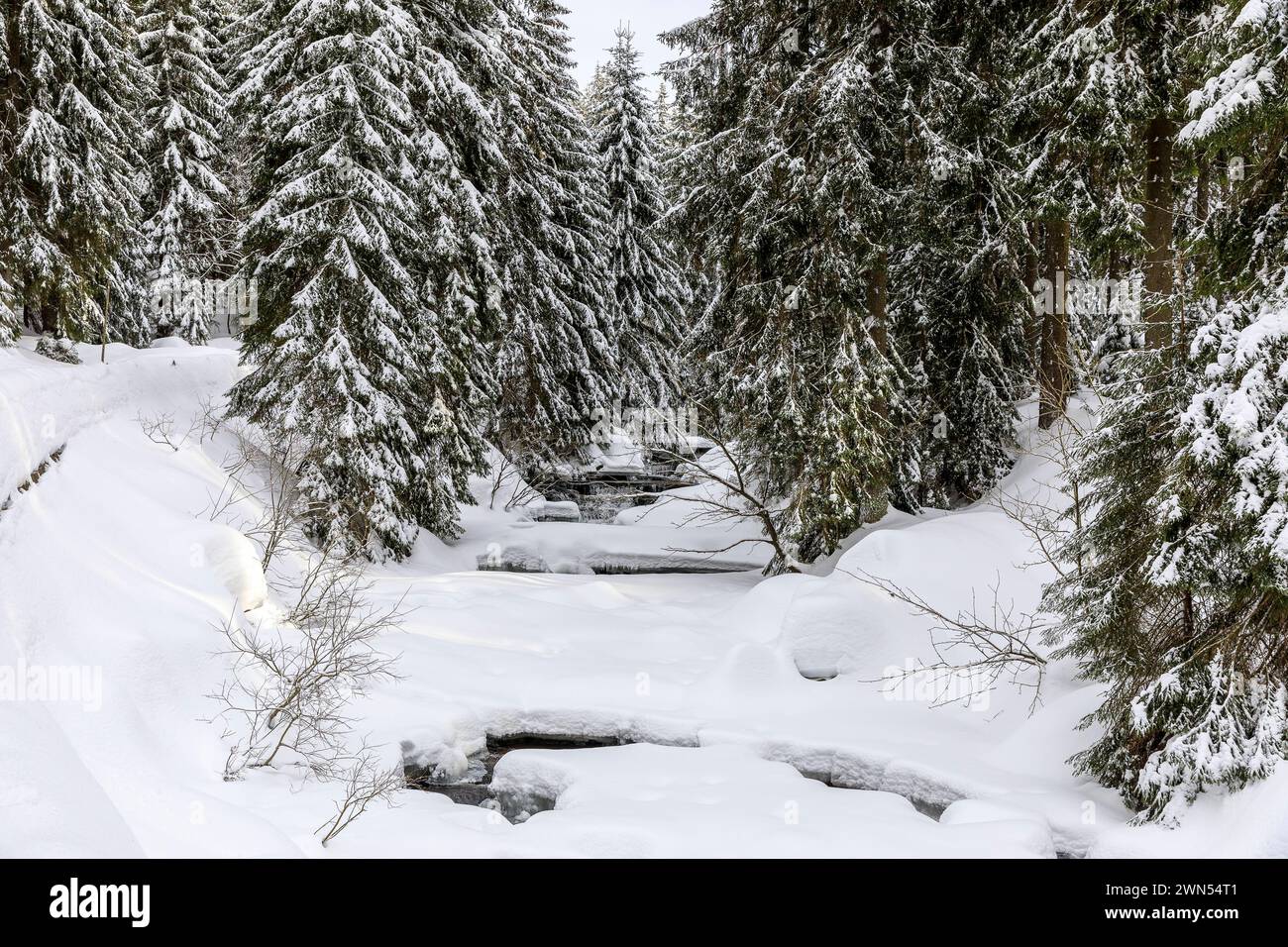 Fluss Mummel im Schnee, Harrachsdorf im Riesengebirge, Tschechien *** Fluss Mummel im Schnee, Harrachsdorf im Riesengebirge, Tschechien Stockfoto