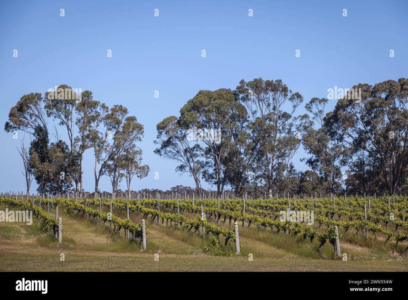 Weinberg in der Nähe des Margaret River, Western Australia, Australien Stockfoto