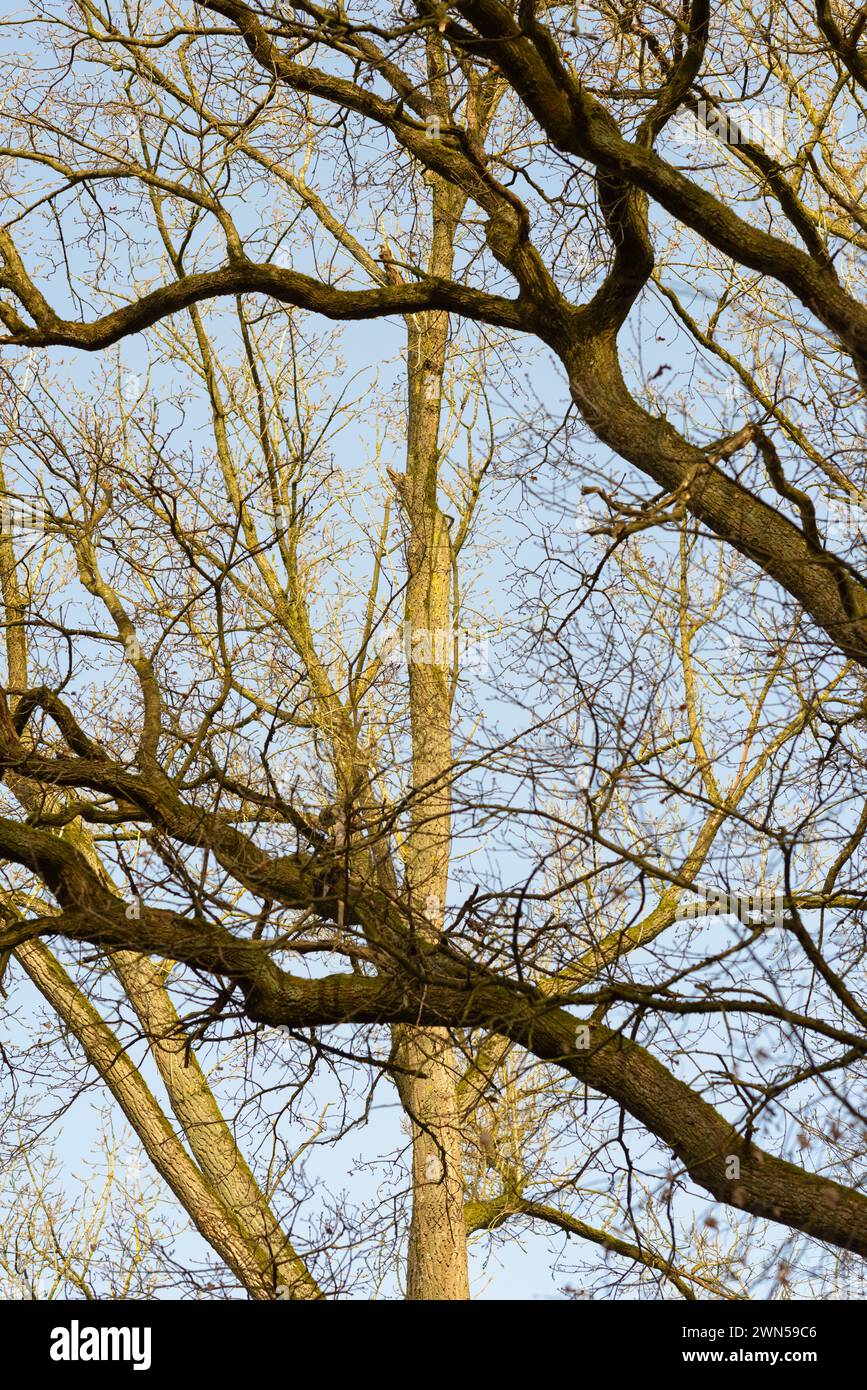 Baumstämme und Äste ohne Laub in einem Wald, Bäume mit blauem Himmel im Hintergrund Stockfoto
