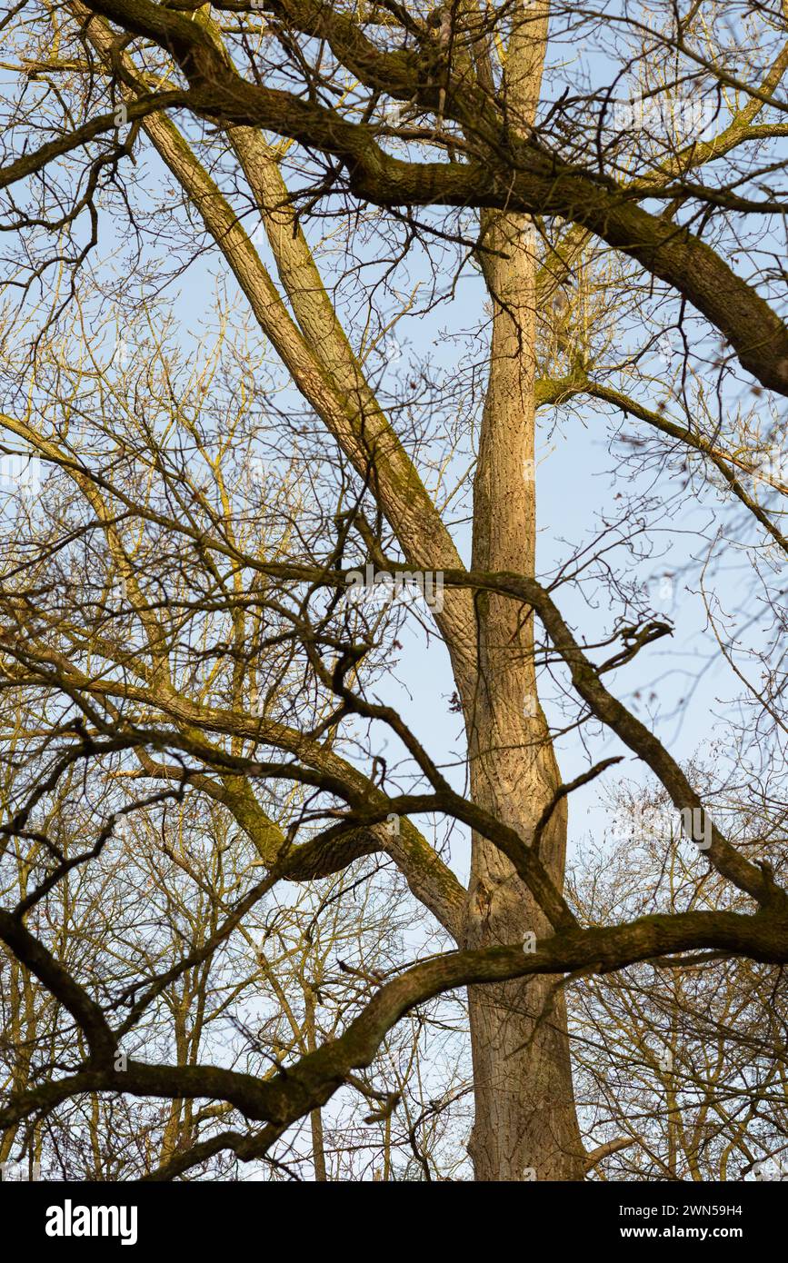 Baumstämme und Äste ohne Laub in einem Wald, Bäume mit blauem Himmel im Hintergrund Stockfoto