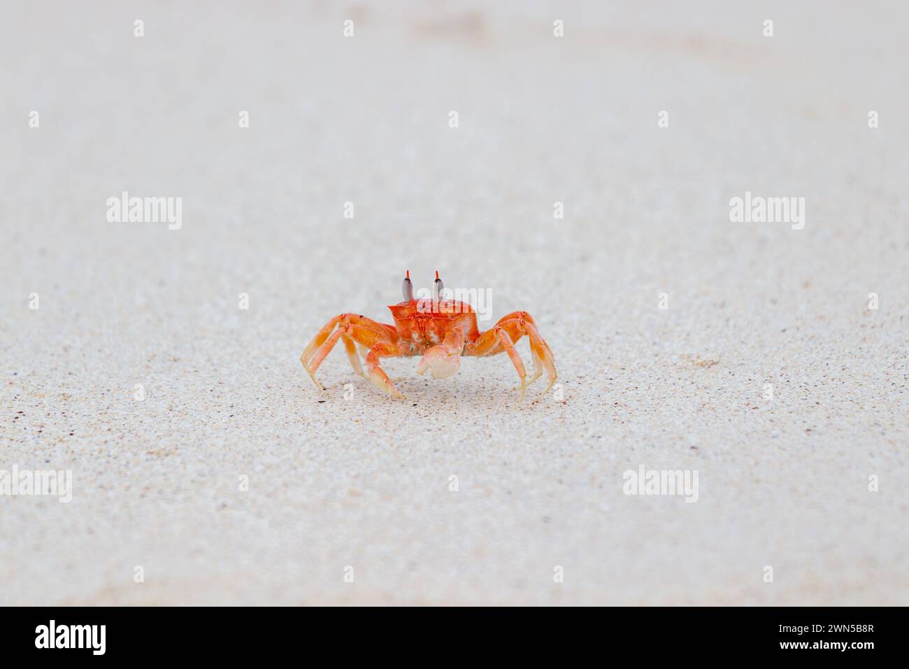 Galapagos-Geisterkrabben laufen auf Sand Ocypode gaudichaudii auf den Galapagos-Inseln, Ecuador Stockfoto