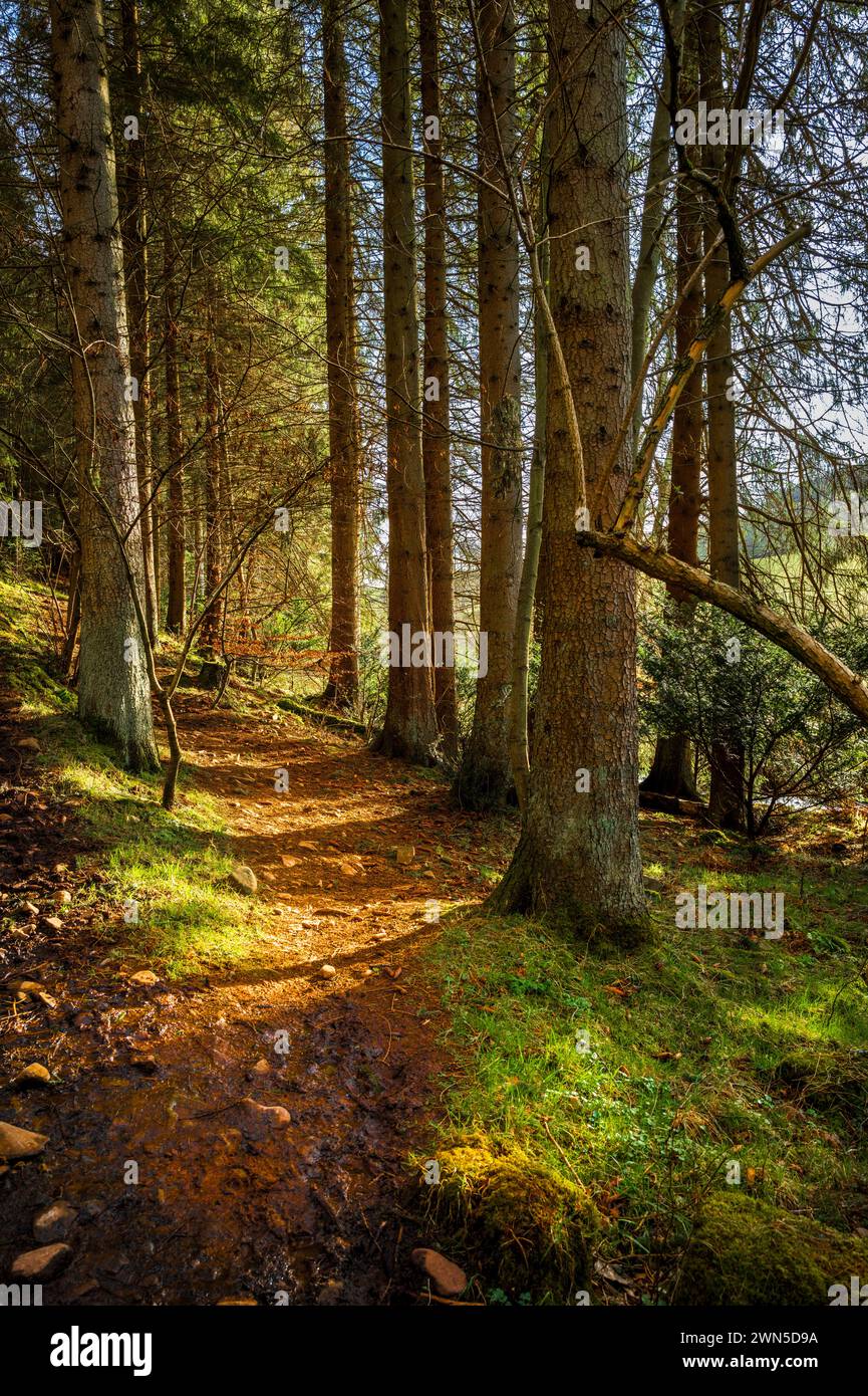 Cardrona Forest in der schottischen Grenze bei Peebles Stockfoto