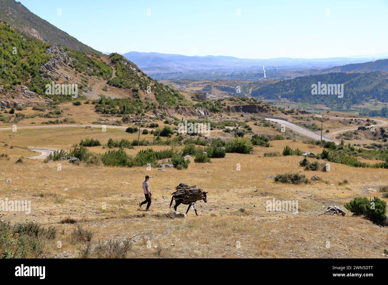 13. September 2023: Prespa-See, Albanien: Esel und Bauern (Equus africanus asinus) überqueren die Straße Stockfoto