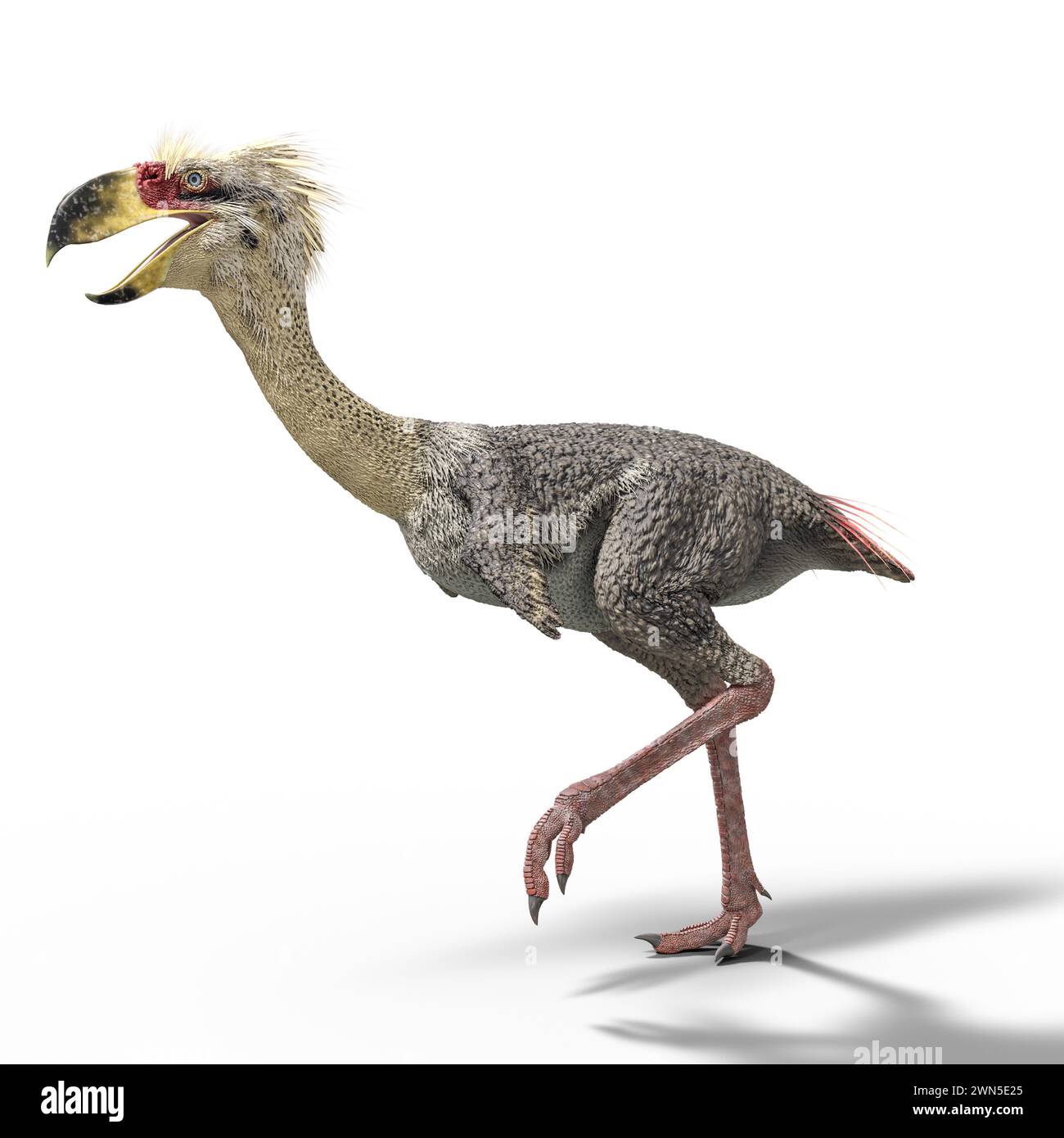 Phorusrhacos ist eine ausgestorbene Gattung riesiger flugunfähiger Terror-Vögel, die Südamerika während des Miozäns bewohnten Stockfoto