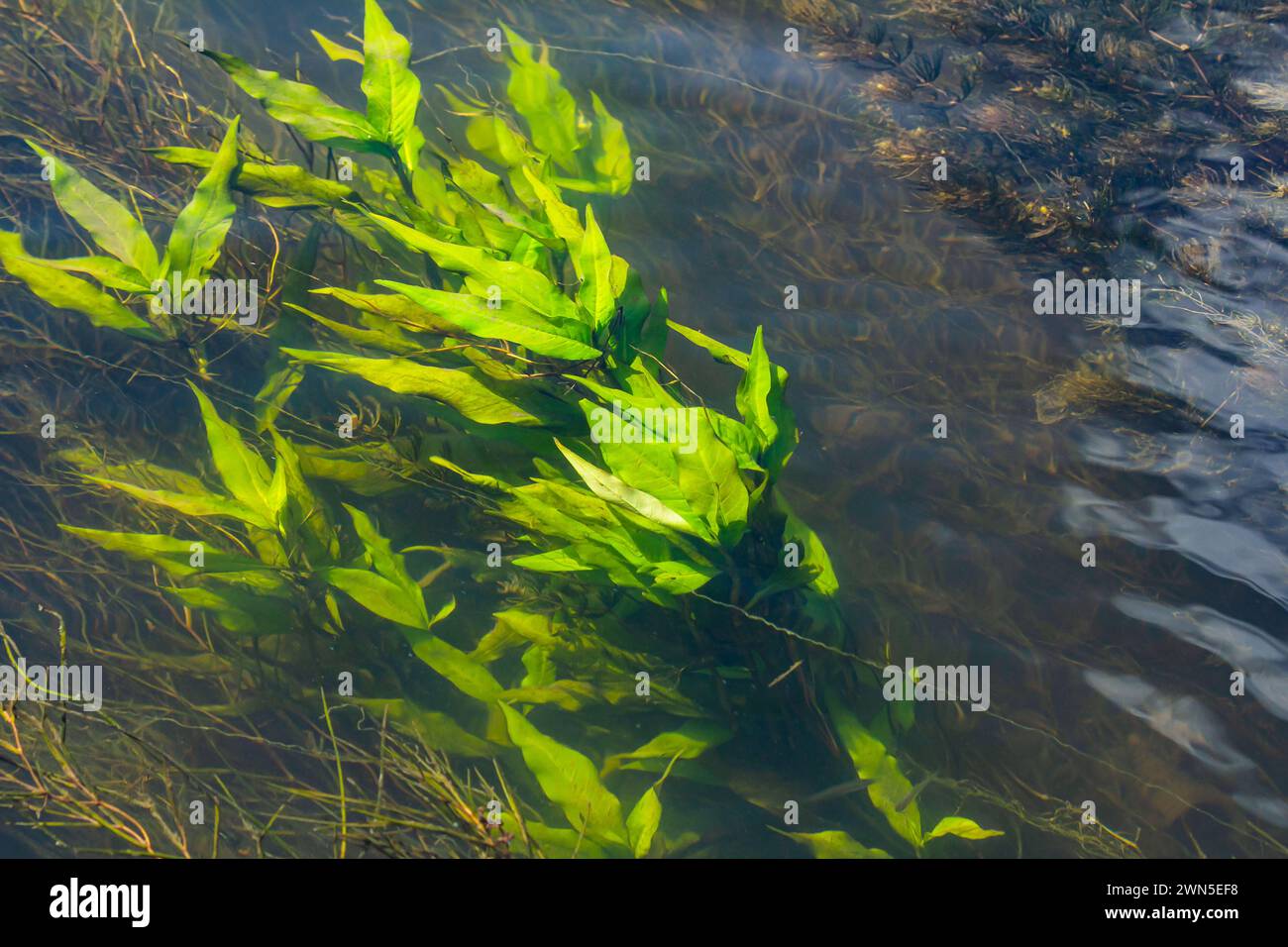 Wasserpflanzen. Süßwasseralgen-Hintergrund. Der Schatten des Fotografen. Umweltkonzept. Unschärfe unter Wasser. Stockfoto