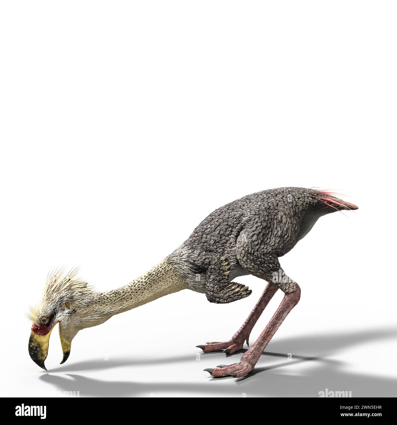 Phorusrhacos ist eine ausgestorbene Gattung riesiger flugunfähiger Terror-Vögel, die Südamerika während des Miozäns bewohnten Stockfoto