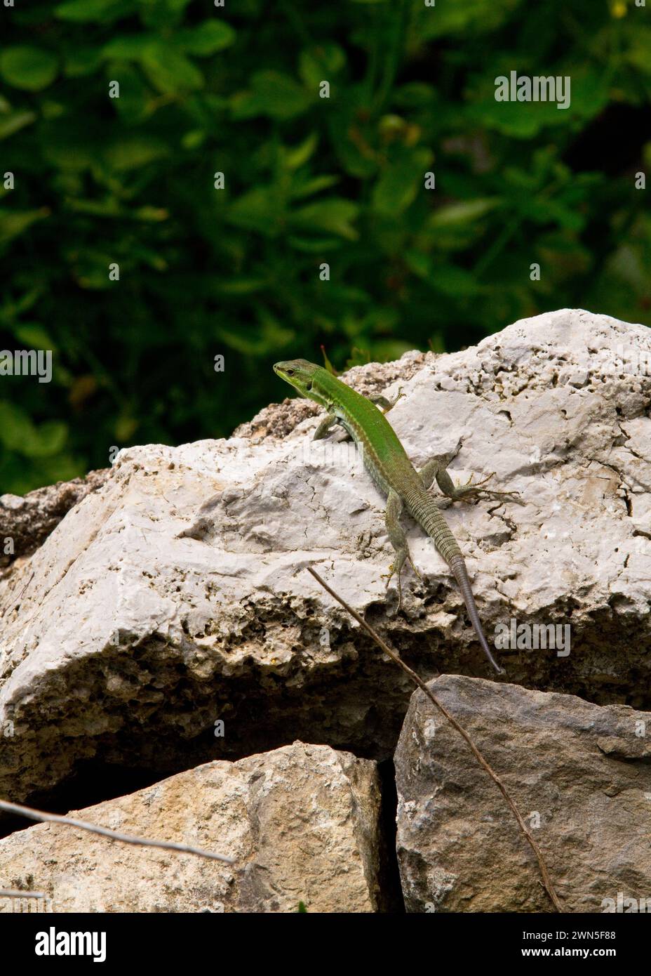 Grüne Eidechse klettert an einer Felswand mit Grün dahinter Stockfoto