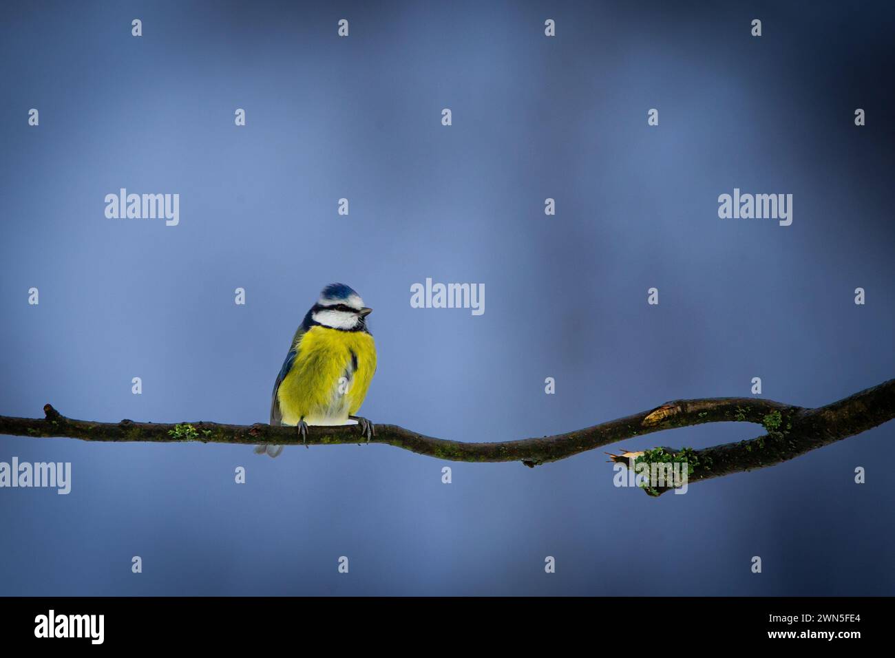 Blaumeise (Parus Major) sitzt im Winter auf einem Zweig Stockfoto