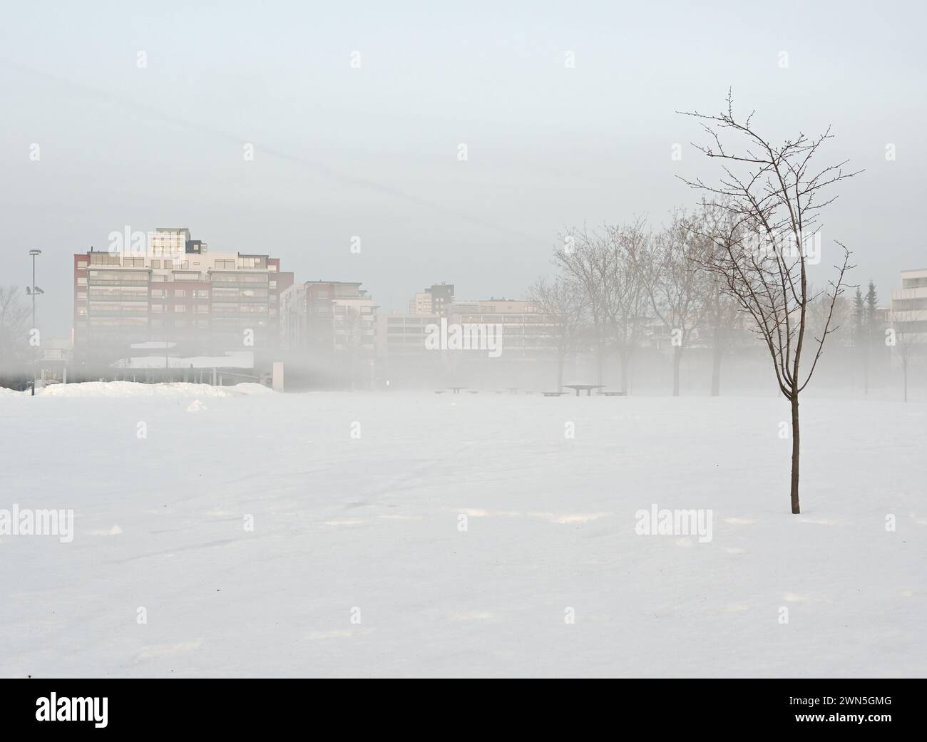 Eine ruhige Winterlandschaft zeigt einen schneebedeckten Park mit blattlosen Bäumen und nebelverhangenen Gebäuden im Hintergrund Stockfoto