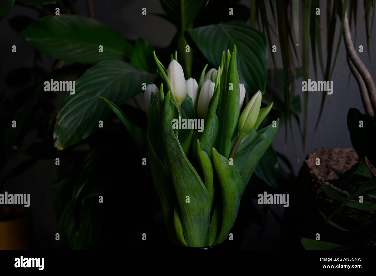 Eine ruhige Präsentation weißer Tulpen in einer Glasvase mit üppig grünen Blättern vor dunklem Hintergrund, die eine friedliche Atmosphäre hervorrufen Stockfoto