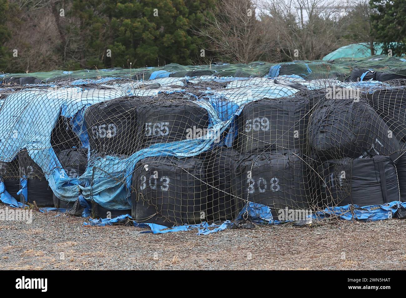 Futaba, Fukushima, Japan. Februar 2024. Schwarze Säcke mit kontaminiertem Boden werden im Zwischenlager in Futaba Town gesehen. Das Kernkraftwerk Fukushima Daiichi erlebte eine nukleare Katastrophe, die zur Evakuierung tausender Einwohner führte, nachdem das große Erdbeben in Ostjapan und der anschließende Tsunami die Präfekturen Miyagi, Iwate und Fukushima verwüstet hatten. Ein Jahrzehnt nach der Aufhebung des Evakuierungsbefehls des Bezirks Miyakoji in Tamura City war das erste Gebiet, in dem Beschränkungen aus einem Radius von 20 Kilometern des Kernkraftwerks von TEPCO in Fukushima Marks aufgehoben wurden Stockfoto