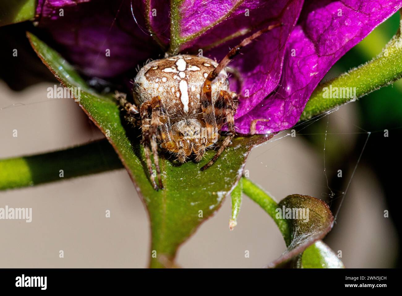 Gartenkreuzspinne, die auf einem Blumenblatt sitzt, mit einem vorderen Bein angehoben und aus nächster Nähe sichtbare Webfäden Stockfoto