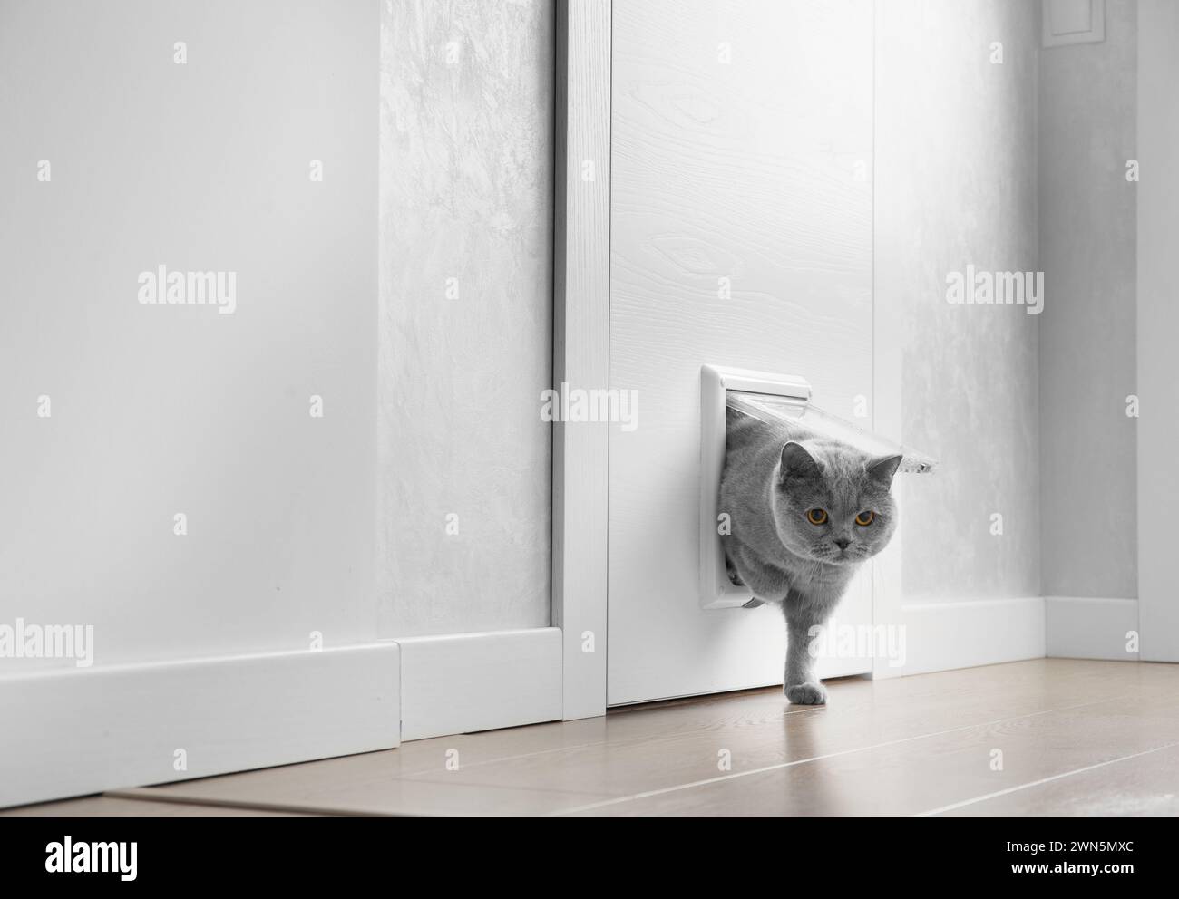 Eine britische graue Katze geht durch eine Katzenklappe, eine Katzenluke in einer Tür und schaut in die Kamera, eine Haustiertür in einem Wohnraum. Stockfoto