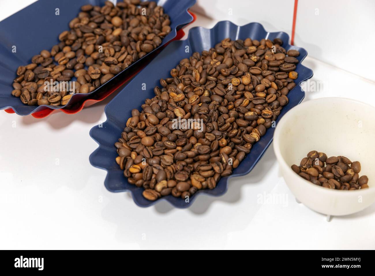 Proben gerösteter arabica-Kaffeekörner befinden sich in Kunststoffschalen, Nahaufnahme mit selektivem Weichfokus Stockfoto