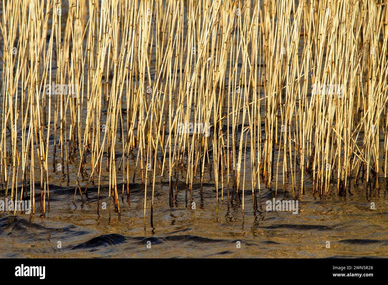 Lake Edge Reeds und Rushes im Winter. Stockfoto