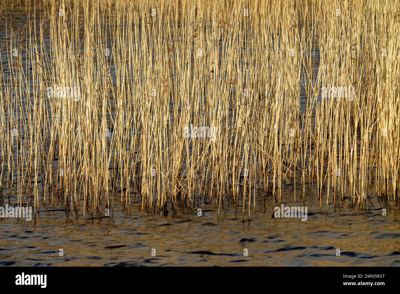 Lake Edge Reeds und Rushes im Winter. Stockfoto